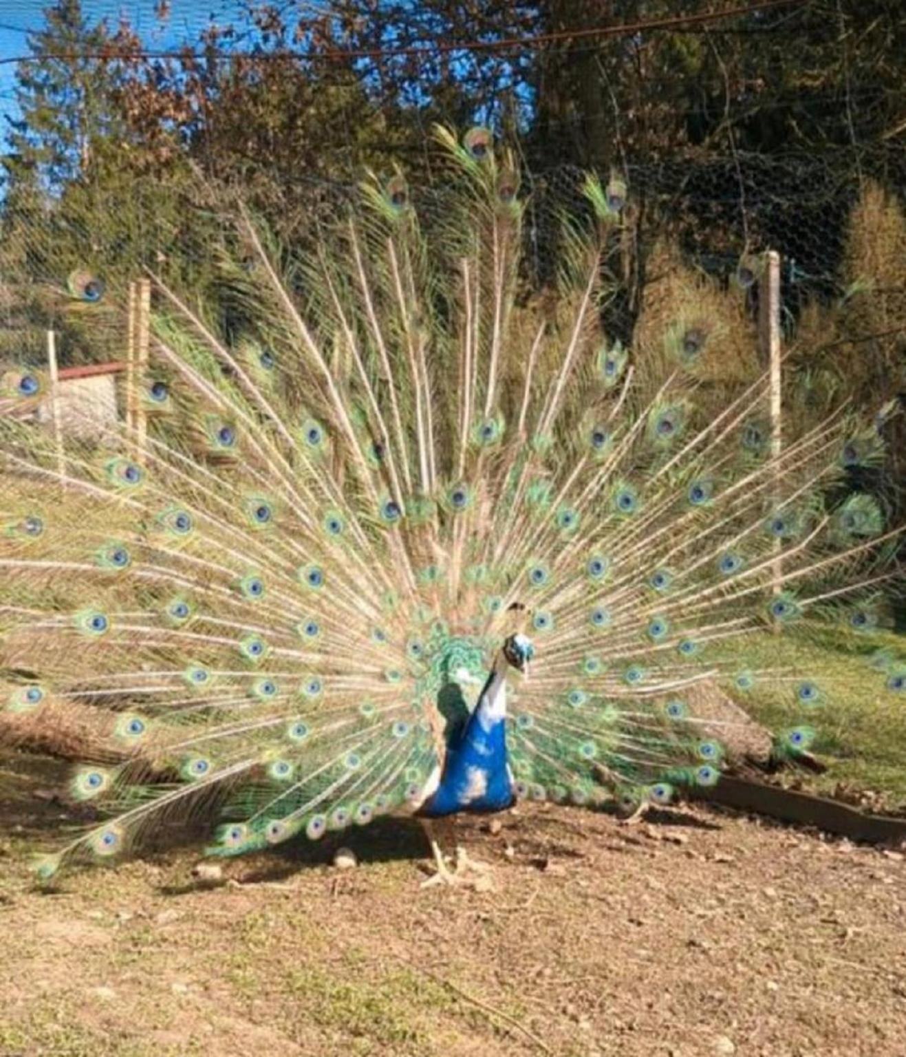 Ferienwohnung Goldfasan Lam Dış mekan fotoğraf